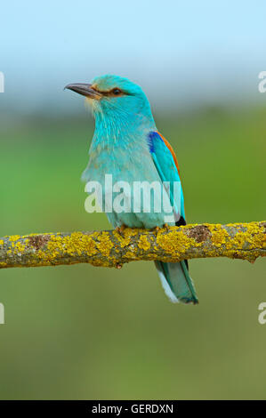 Rullo (Coracias garrulus), Andalusia, Spagna Foto Stock