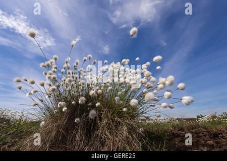 Wollgras im Moor, Goldenstedter Moor, Niedersachsen, Deutschland Foto Stock