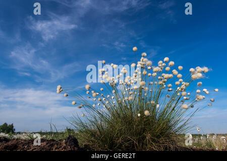 Wollgras im Moor, Goldenstedter Moor, Niedersachsen, Deutschland Foto Stock