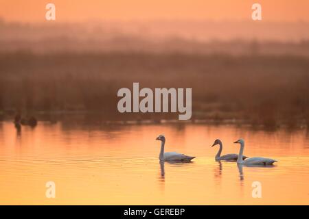 Singschwaene, Goldenstedter Moor, Niedersachsen, Deutschland (Cygnus cygnus) Foto Stock