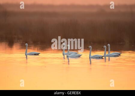 Singschwaene, Goldenstedter Moor, Niedersachsen, Deutschland (Cygnus cygnus) Foto Stock