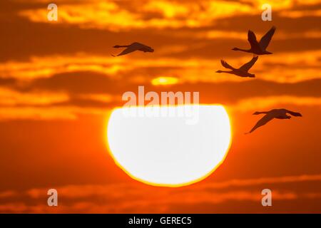 Singschwaene, Goldenstedter Moor, Niedersachsen, Deutschland (Cygnus cygnus) Foto Stock