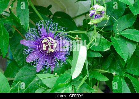 Maggio-Pop Purple fiore della passione(Passiflora incarnata),Spring Hill giardino botanico,Florida Foto Stock