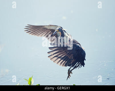 Airone tricolore in volo in Florida zone umide Foto Stock