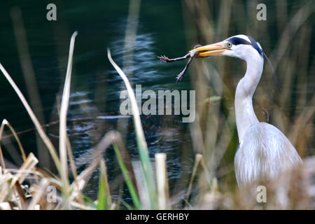 Uno sfortunato rana diventa la prima colazione per un affamato Heron chi era in cerca di cibo in un letto di reed a lato di un laghetto Foto Stock