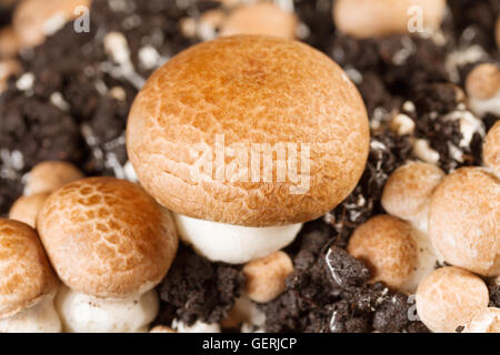Funghi champignon - coltivati su una fattoria Foto Stock