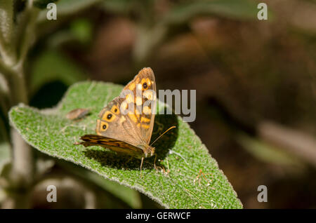 Chiazzato legno, Pararge aegeria, farfalla, in appoggio sulla lamina, Andalusia, Spagna. Foto Stock