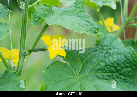 Cucumis sativus. Il cetriolo fiori sulla vite in una serra. Regno Unito Foto Stock