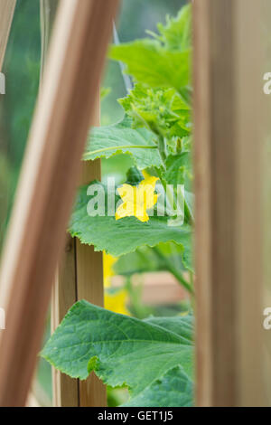 Cucumis sativus. Fiore di cetriolo sulla vite in serra Foto Stock