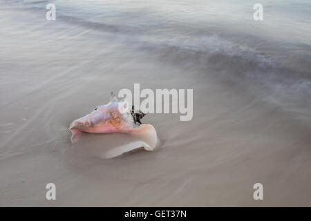 Un Queen conch shell (Lobatus gigas) giace su una spiaggia del Mar dei Caraibi. Questa conchiglia è utilizzato per i prodotti alimentari di tutta la regione. Foto Stock