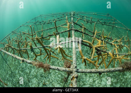In rapida crescita di coralli staghorn (Acropora sp.) sono cresciuti in Turneffe Atoll, Belize per il seeding di un danneggiato una scogliera corallina caraibica. Foto Stock