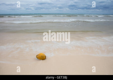 Una noce di cocco ha lavato a terra su una spiaggia remota nel Mar dei Caraibi. Noci di cocco è in grado di percorrere grandi distanze prima di germinare. Foto Stock