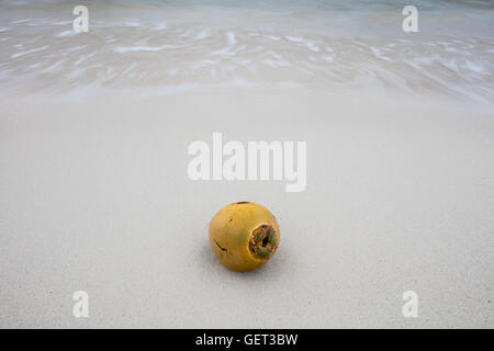 Una noce di cocco ha lavato a terra su una spiaggia remota nel Mar dei Caraibi. Noci di cocco è in grado di percorrere grandi distanze prima di germinare. Foto Stock