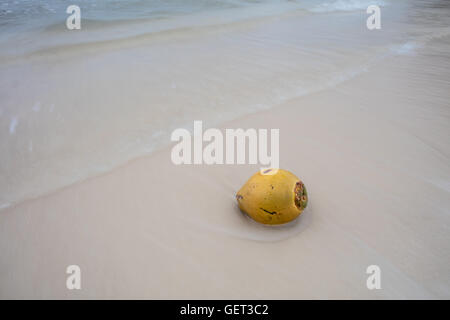 Una noce di cocco ha lavato a terra su una spiaggia remota nel Mar dei Caraibi. Noci di cocco è in grado di percorrere grandi distanze prima di germinare. Foto Stock