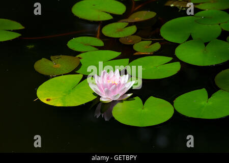 Una rosa acqua giglio fiore. Foto Stock