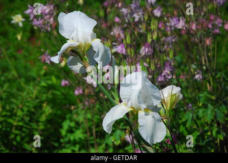 Rosa Viola E Bianco Fiore Iris Foto Stock Alamy