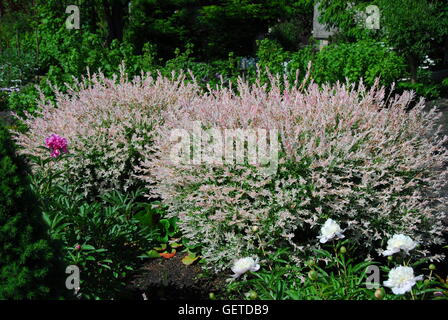 Pezzata willow Hakuro-Nishiki, salix integra Foto Stock