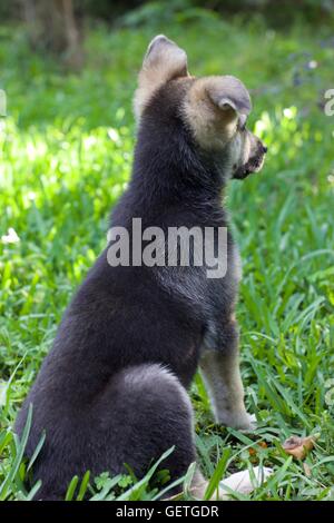 Pastore Tedesco cucciolo seduto in erba Foto Stock