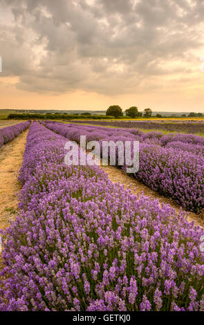 Vista su Alton Fattoria di Lavanda. Foto Stock