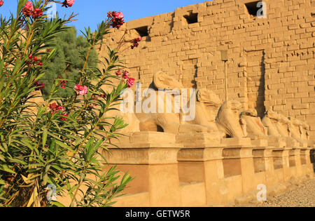 Viale di Sfingi a Luxor Egitto su una bella giornata di sole Foto Stock