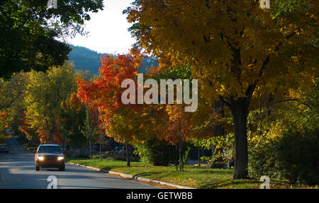 In tarda giornata sole back-luci caduta delle foglie nella storica Mapleton area collinare di Boulder, CO Foto Stock