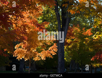 In tarda giornata sole back-luci caduta delle foglie nella storica Mapleton area collinare di Boulder, CO Foto Stock