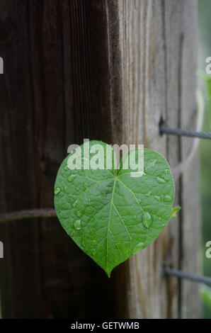 A forma di cuore gloria di mattina leaf Foto Stock