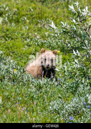 Grizzly Bear Cub (Ursus arctos horribilis), Vicino autostrada Pass, Parco Nazionale di Denali, Alaska, STATI UNITI D'AMERICA Foto Stock