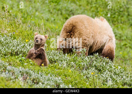 Seminare (femmina) Orso grizzly (Ursus arctos horribilis) con i cuccioli, vicino autostrada Pass, Parco Nazionale di Denali, Alaska, STATI UNITI D'AMERICA Foto Stock