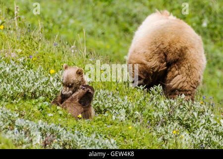 Seminare (femmina) Orso grizzly (Ursus arctos horribilis) con i cuccioli, vicino autostrada Pass, Parco Nazionale di Denali, Alaska, STATI UNITI D'AMERICA
