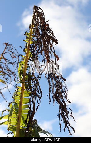 Lacerato e shredded foglie di banano danneggiato dal forte vento in inverno in Melbourne Victoria Australia Foto Stock