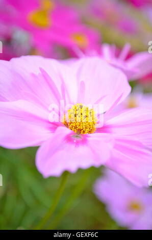 Bel fiore in giardino in Autumm mattina presto Foto Stock