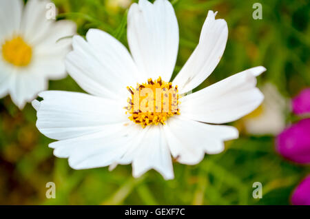 Bel fiore in giardino in Autumm mattina presto Foto Stock