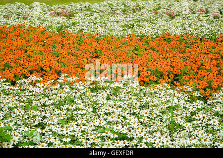 Bel fiore in giardino in Autumm mattina presto Foto Stock