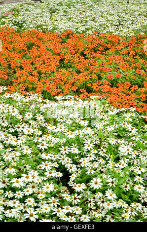 Bel fiore in giardino in Autumm mattina presto Foto Stock