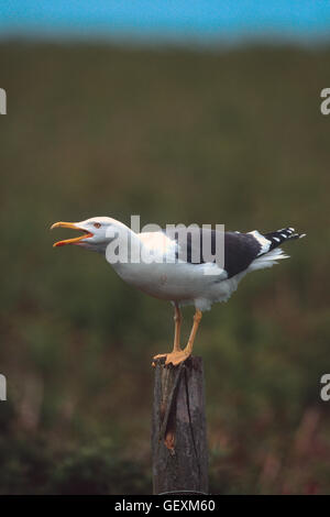 Lesser black-backed gull Foto Stock