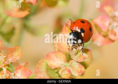 Ladybug strisciando su una piccola fiori decorativi bush Foto Stock