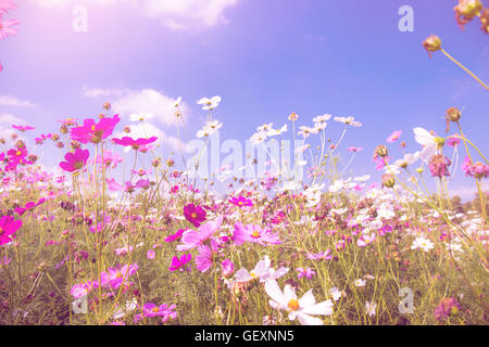 Cosmo colorati fiori nel giardino con cielo blu di sfondo di colore pastello Foto Stock