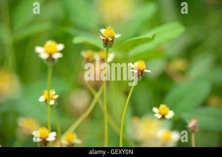 Maxican daisy fiori (Tridax procumbens (L.) L.) naturale su sfondo verde. Foto Stock