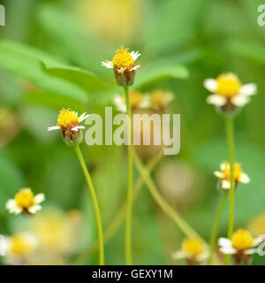 Maxican daisy fiori (Tridax procumbens (L.) L.) naturale su sfondo verde. Foto Stock