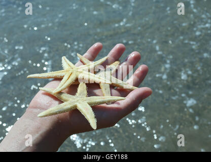 Bambino tiene in mano le tre grandi stelle marine sulla riva del mare in estate Foto Stock