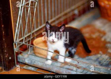 Adorabili poco carino in bianco e nero pussycat in una gabbia. Foto Stock