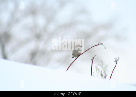 Sparrow seduto su un ramoscello congelati in inverno Foto Stock