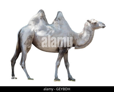 Animale cammello Bactrian isolato su uno sfondo bianco Foto Stock