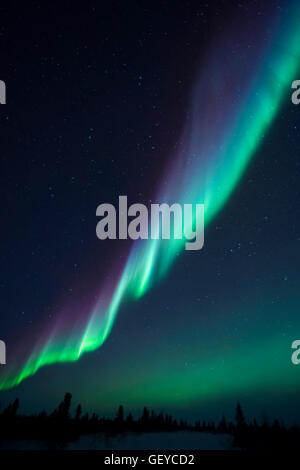 Nightsky illuminato con aurora boreale, Northern Lights, wapusk national park, Manitoba, Canada. Foto Stock