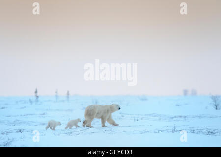 Orso polare madre (Ursus maritimus) con due cuccioli camminando sulla tundra all'imbrunire, Wapusk National Park, Manitoba, Canada Foto Stock