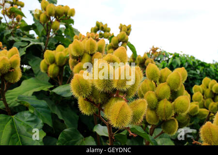 Impianto di curry in Vietnam Foto Stock