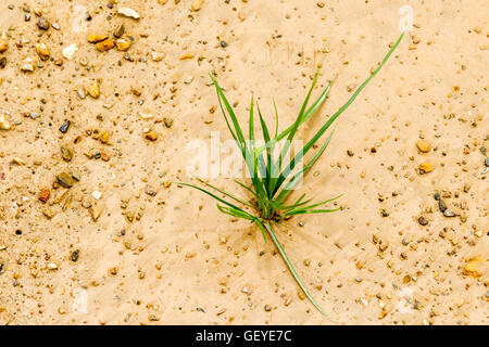 L'erba cresce solitaria come un concetto di business a partire svilupparsi e crescere Foto Stock