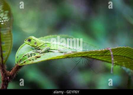 Ben mimetizzata verde foresta amazzonica Dragon (Enyalioides laticeps) lizard su una foglia, Yasuni National Park, il fiume Napo, Ecuador Foto Stock