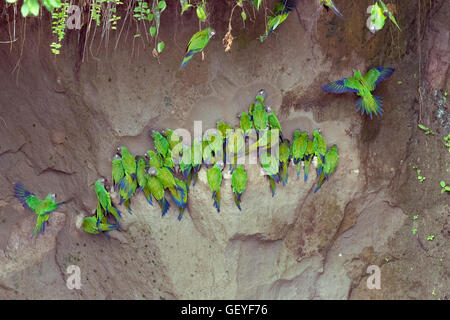 Verde Amazzonia farinose o farinoso Pappagalli (Amazona farinosa) alimentazione su una argilla leccare sulle rive del fiume Napo, Ecuador Foto Stock